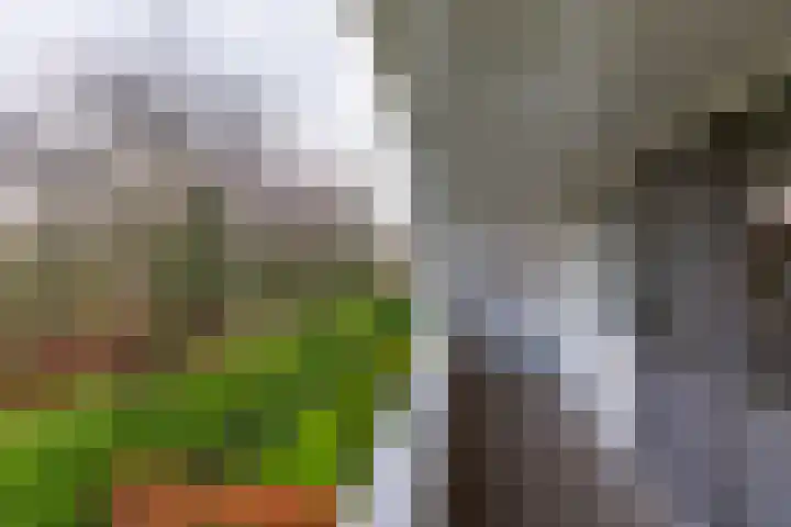 Langakkers 15 Schipborg thumbnail 30