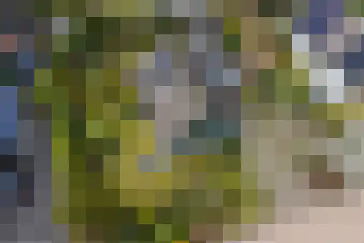 Langakkers 7 Schipborg thumbnail 70