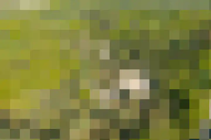 Langakkers 7 Schipborg thumbnail 78