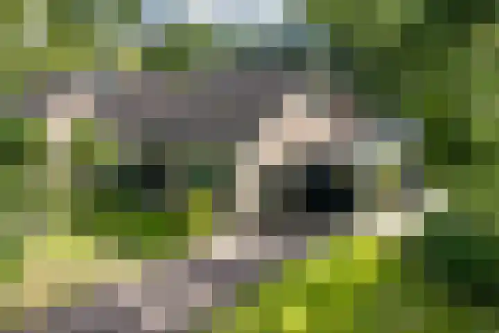 Langbos 2 in Oosterhesselen