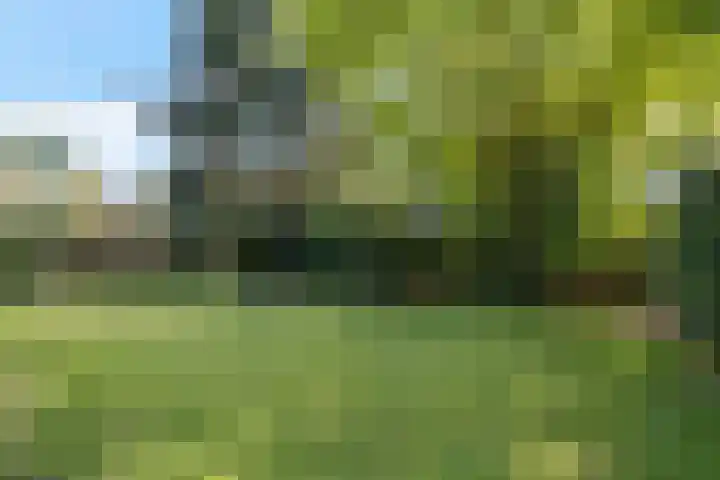 Langbos 2 Oosterhesselen thumbnail 26