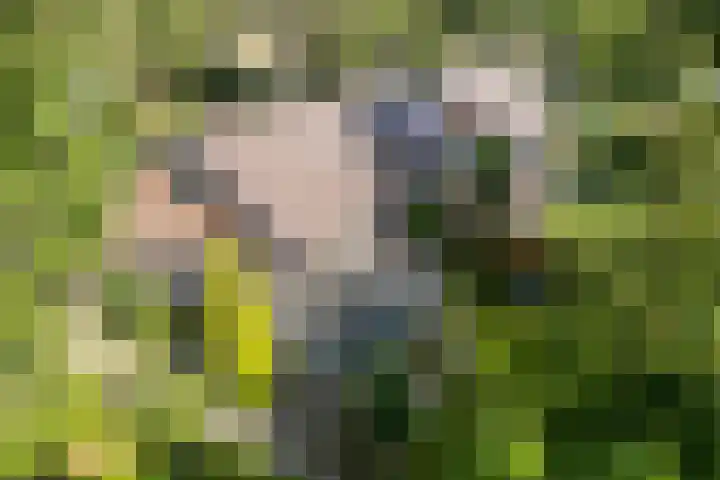 Langbos 2 Oosterhesselen thumbnail 31
