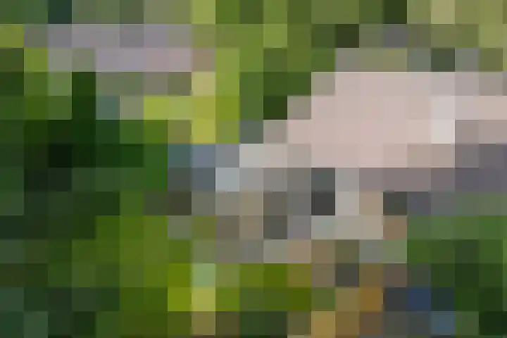 Langbos 2 Oosterhesselen thumbnail 33