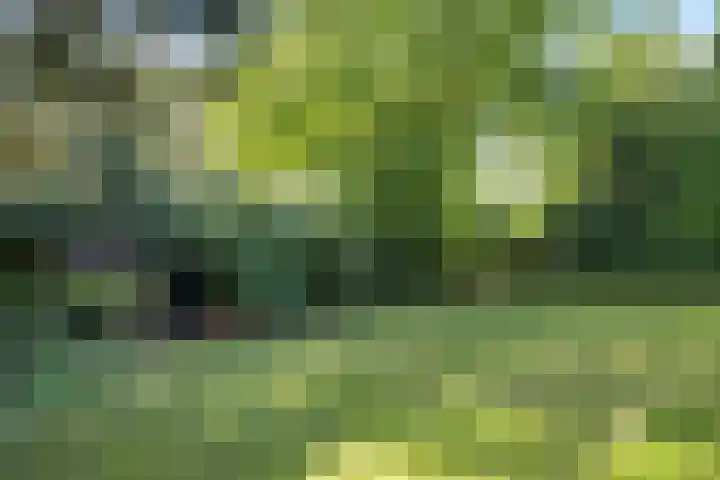 Langbos 2 Oosterhesselen thumbnail 4
