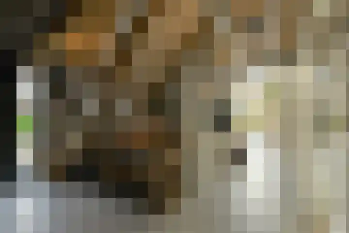 Lange Broekstraat 25 c Raamsdonk thumbnail 5
