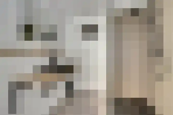 Lange Haeg 13 Ermelo thumbnail 20