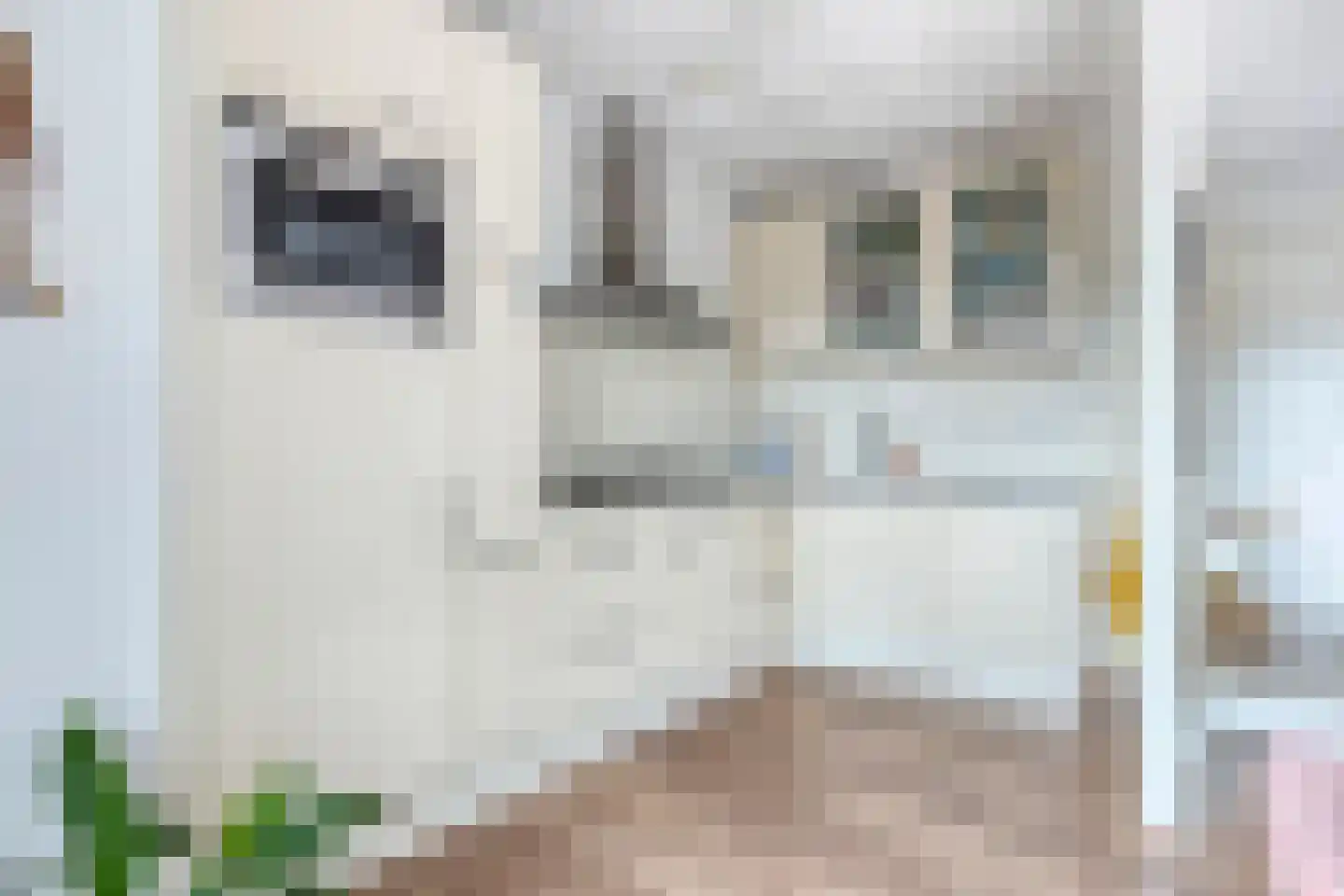 Lange Hegghe 12 Schijndel thumbnail 12
