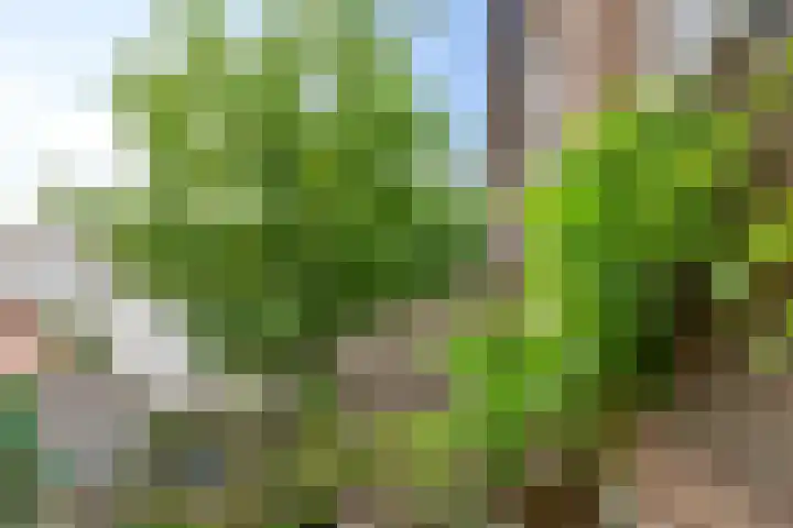 Lange Hezelstraat 8 Nijmegen thumbnail 9