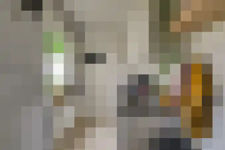 Lange Lijsbethsteeg 6 Leiden thumbnail 7