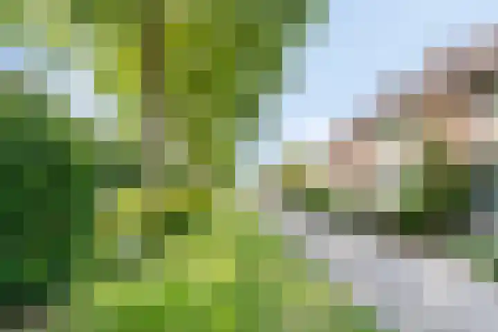 Lange Meet 46 Strijen thumbnail 5