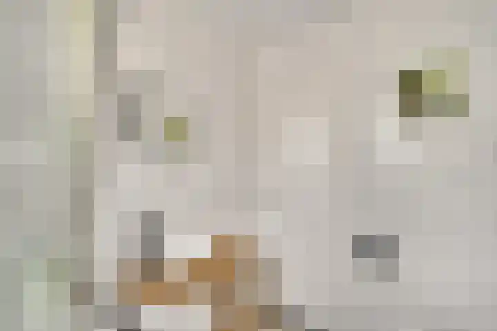 Lange Paalweg 7 Vlodrop thumbnail 22