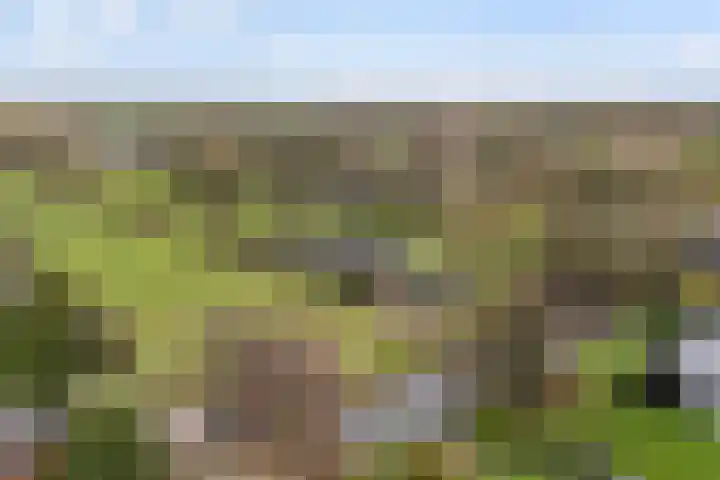 Lange Reed 2 a De Westereen thumbnail 43