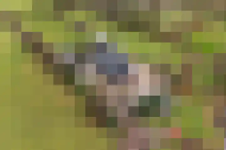 Lange Reed 2 a De Westereen thumbnail 44