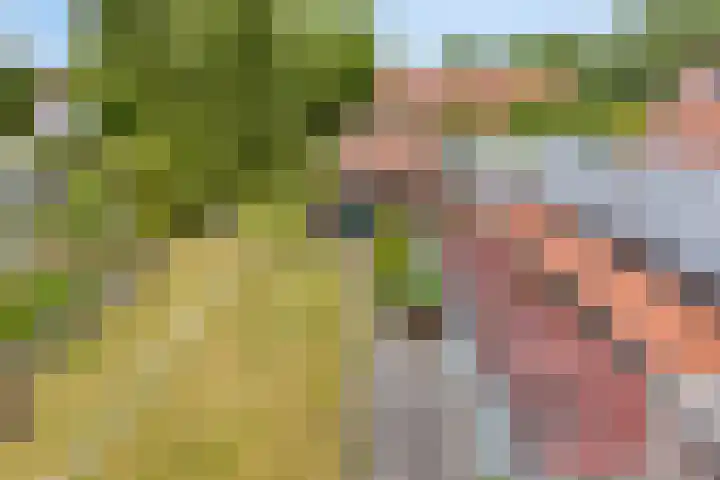 Lange Reke 24 Renesse thumbnail 21