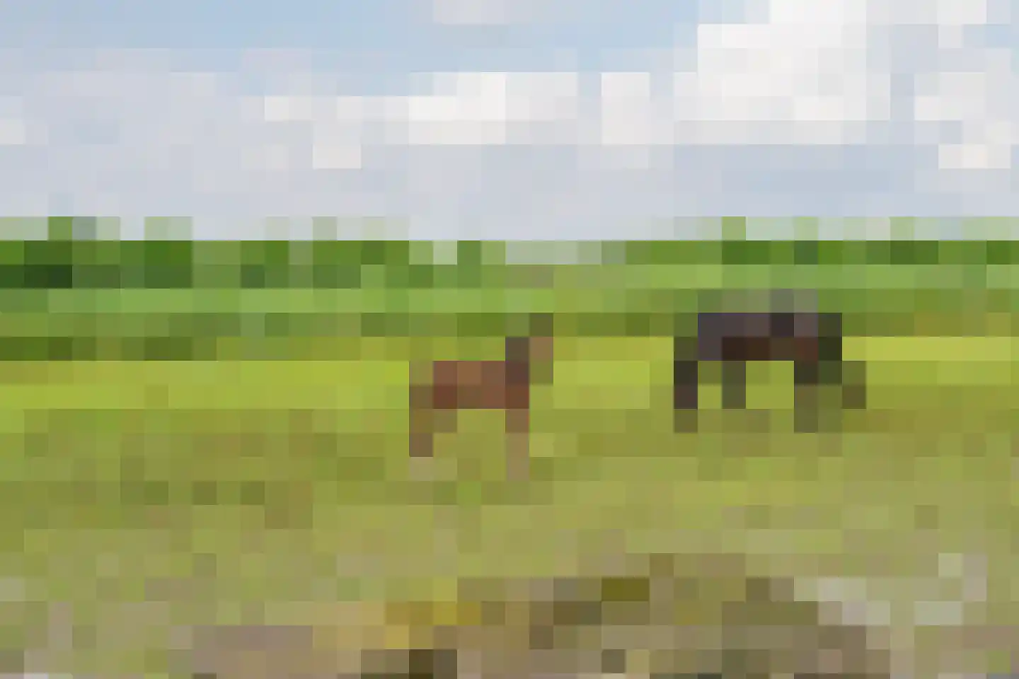 Lange Uitweg 35 Schalkwijk thumbnail 21