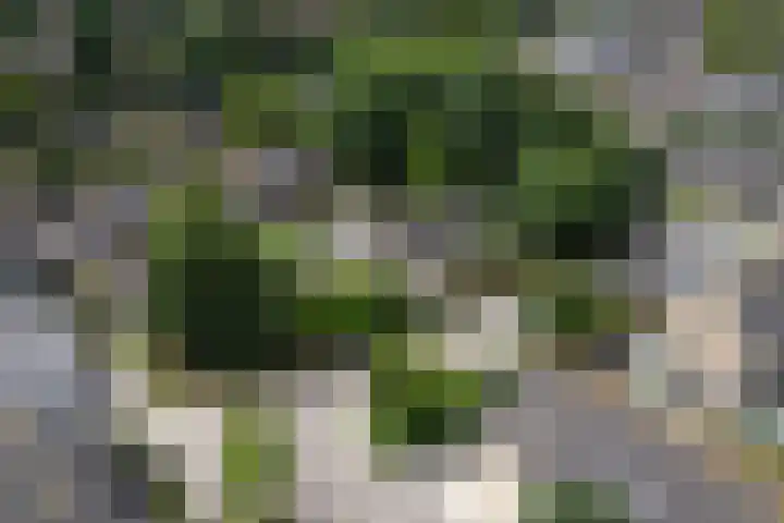 Lange Veertel 75 's Gravenmoer thumbnail 54
