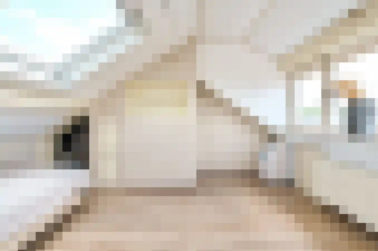 Lange Wijden 10 Elburg thumbnail 28