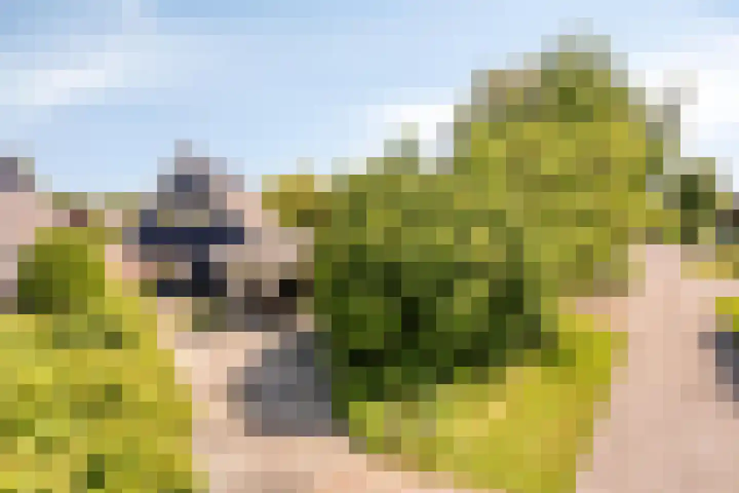 Langebaen 11 Uitwellingerga thumbnail 5