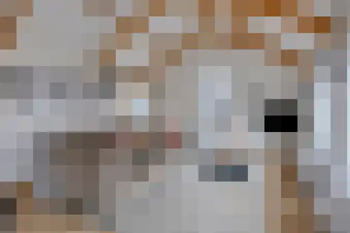 Langebuurt 17 a Uitgeest thumbnail 9