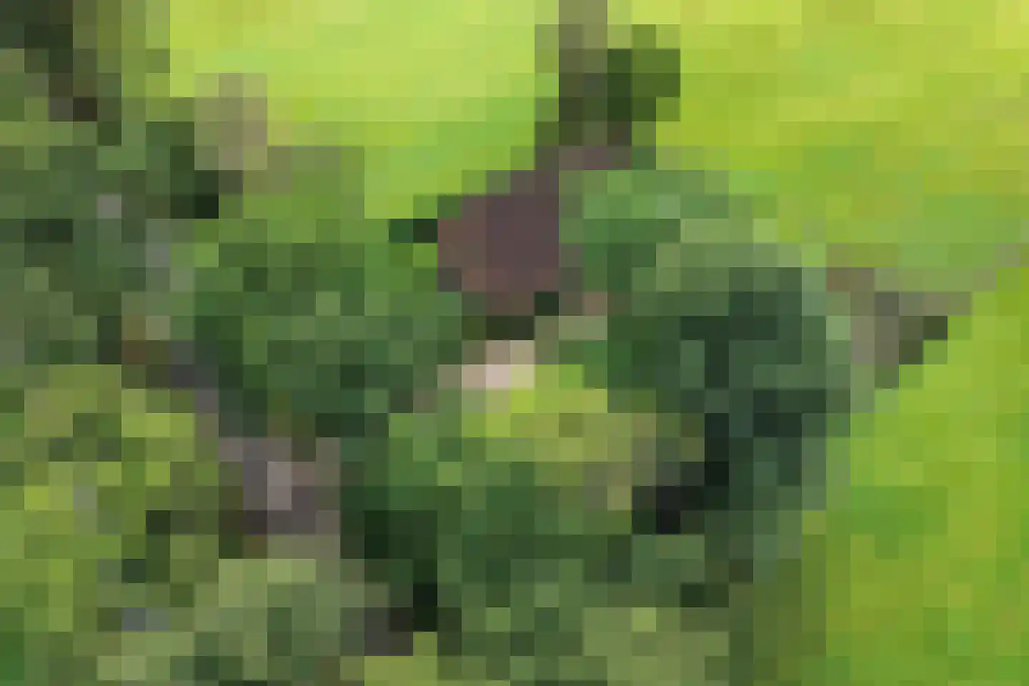 Langelaan 1 A Burgum thumbnail 10
