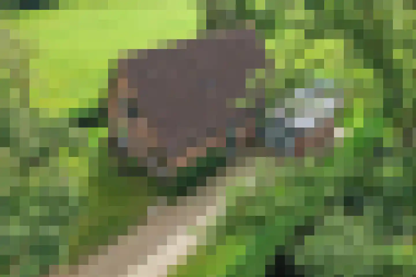 Langelaan 1 A Burgum thumbnail 11