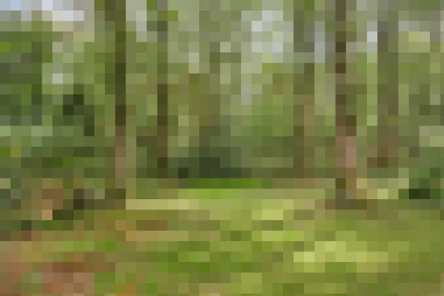 Langeloërduinen 2 61 Norg thumbnail 17