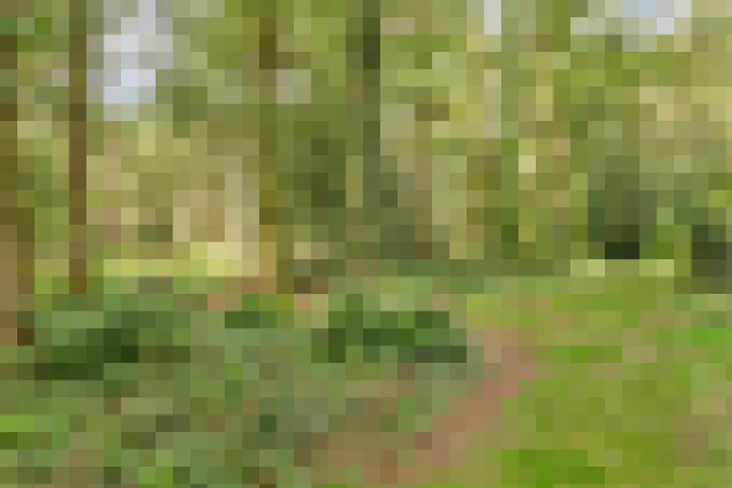 Langeloërduinen 2 61 Norg thumbnail 21
