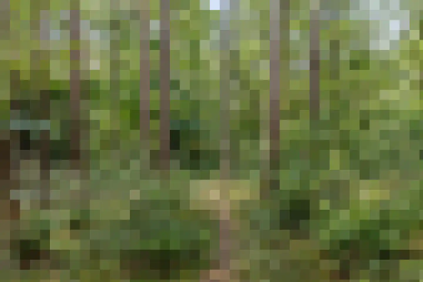 Langeloërduinen 4 110 Norg thumbnail 44