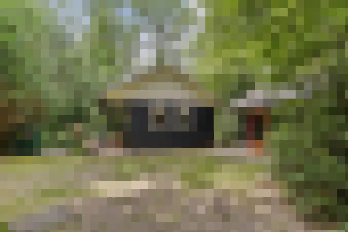 Langeloërduinen 4 4 110 Norg thumbnail 12