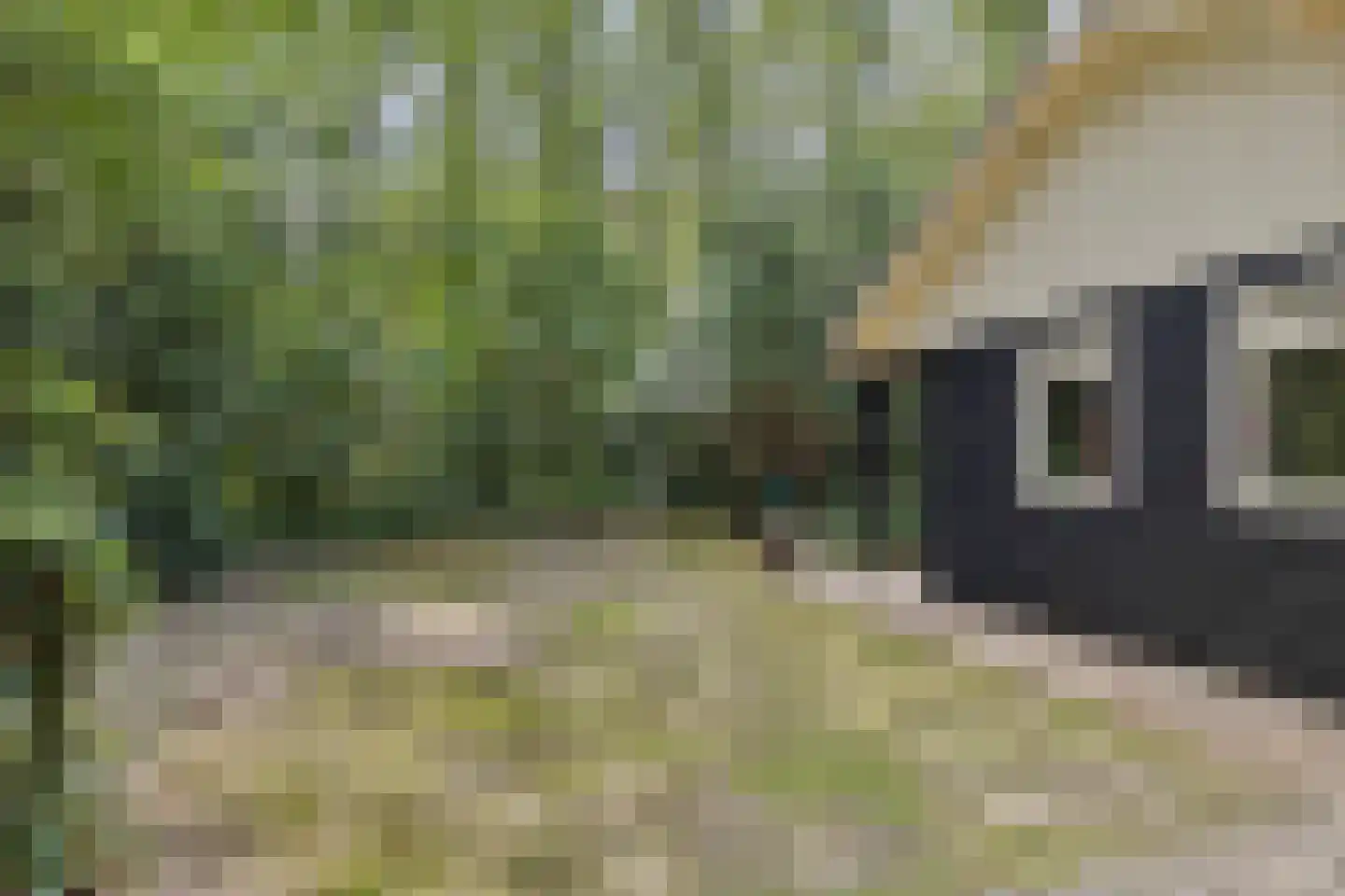Langeloërduinen 4 4 110 Norg thumbnail 13