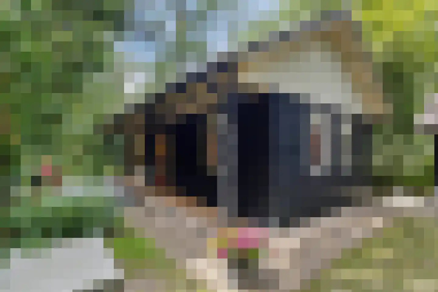 Langeloërduinen 4 4 110 Norg thumbnail 14