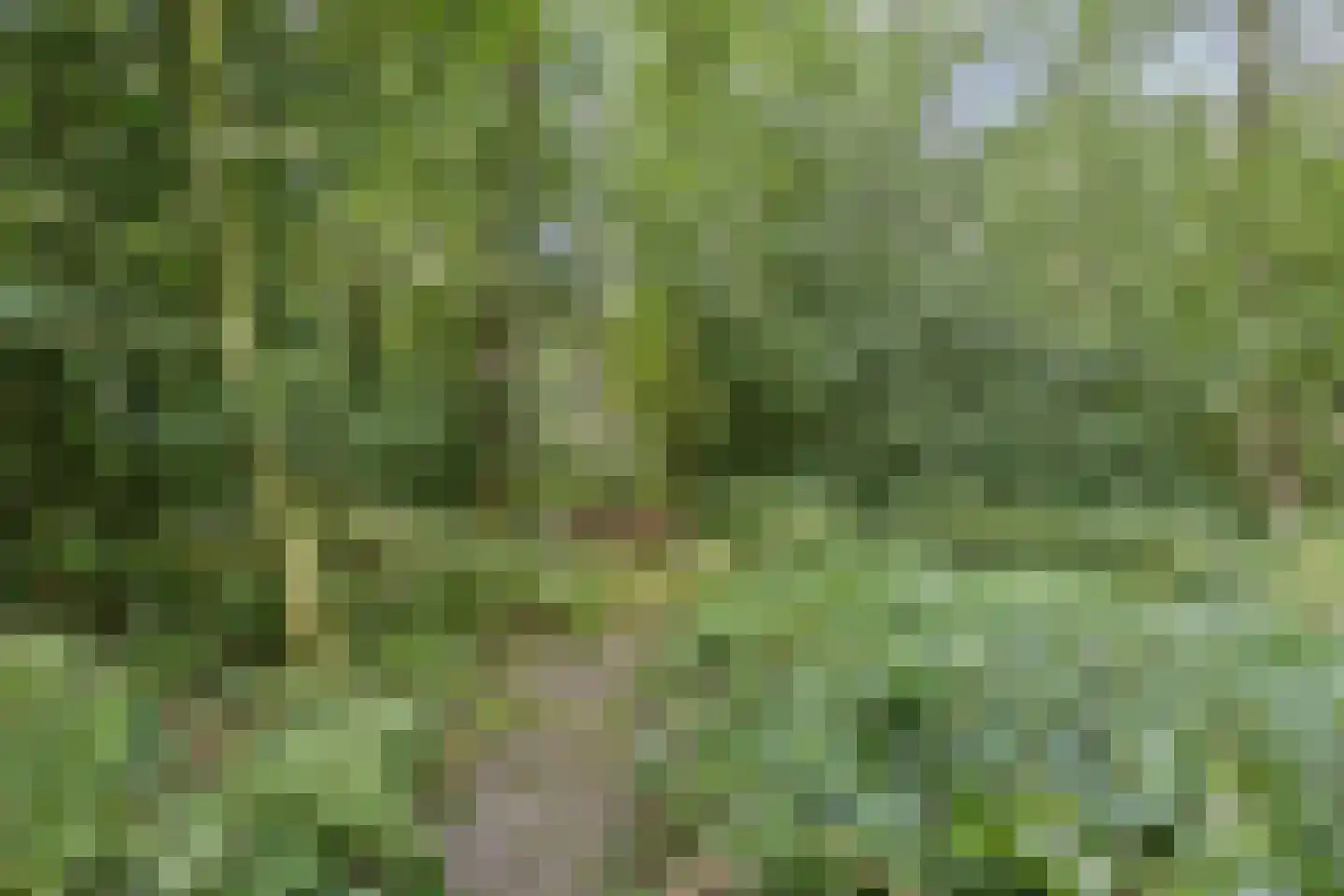 Langeloërduinen 4 4 110 Norg thumbnail 40