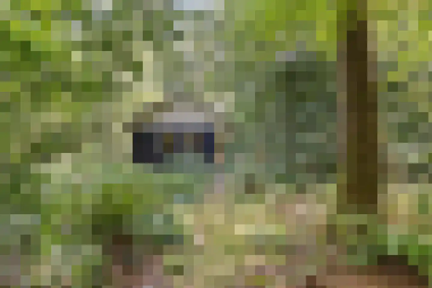 Langeloërduinen 4 4 110 Norg thumbnail 42