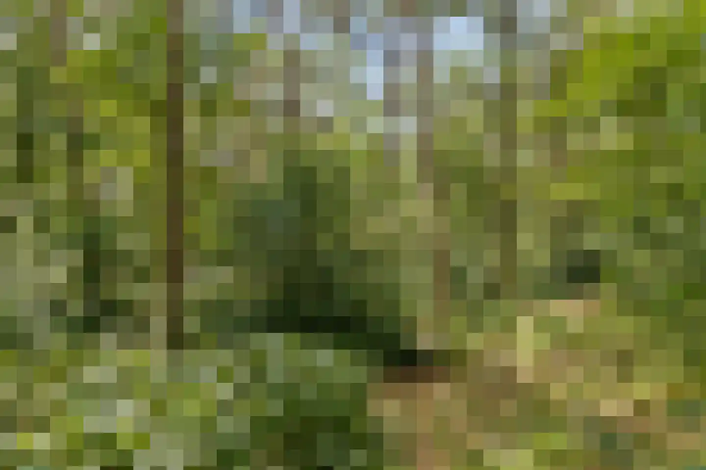 Langeloërduinen 4 4 110 Norg thumbnail 43