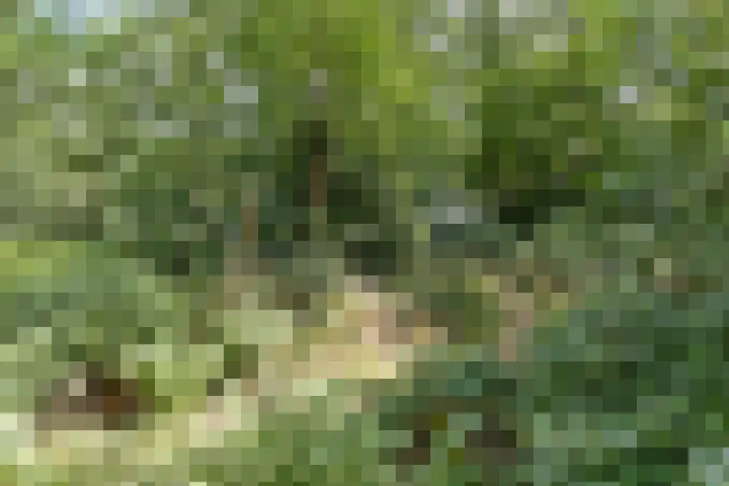 Langeloërduinen 4 4 110 Norg thumbnail 45
