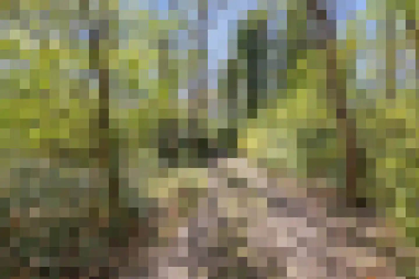 Langeloërweg 34 Norg thumbnail 4