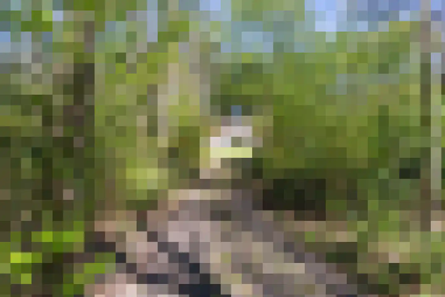 Langeloërweg 34 Norg thumbnail 6