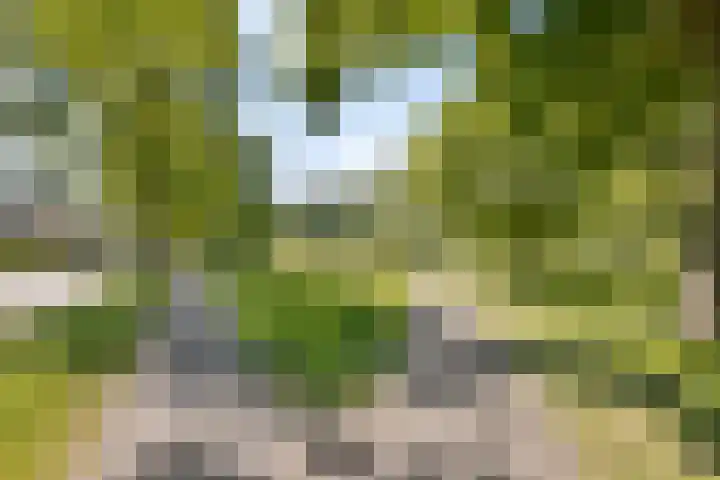 Langemeet 36 Goes thumbnail 37