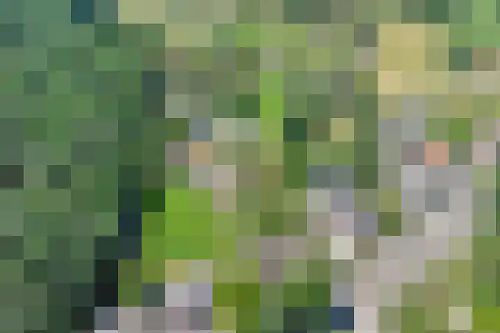 Langenboomseweg 69 a Mill thumbnail 5