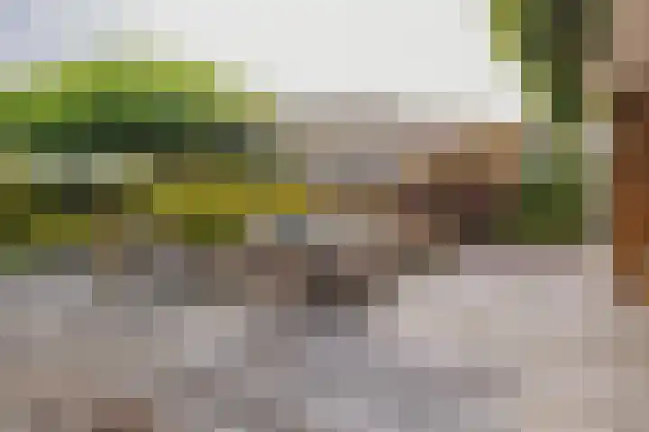 Langeraarseweg 79 Ter Aar thumbnail 50