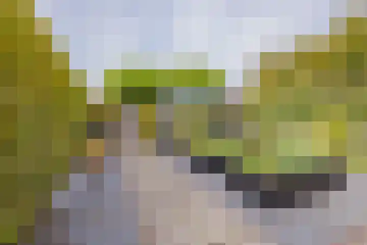 Langeraarseweg 79 Ter Aar thumbnail 54