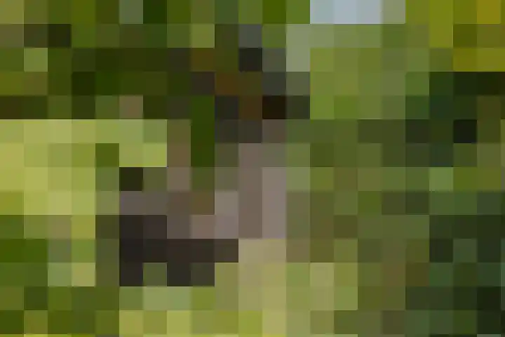 Langeraarseweg 79 Ter Aar thumbnail 57