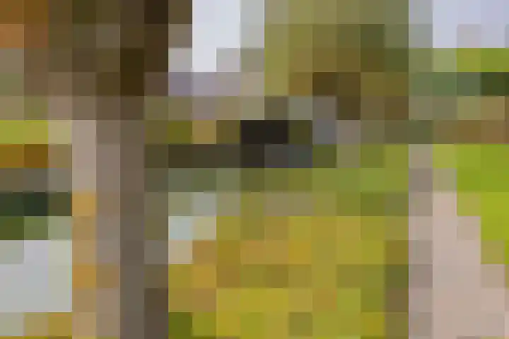 Langeraarseweg 79 Ter Aar thumbnail 60