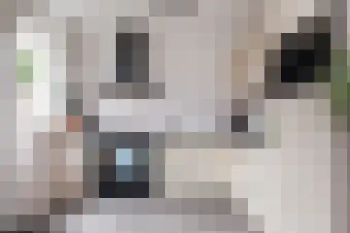 Langerak 64 Abbenes thumbnail 4