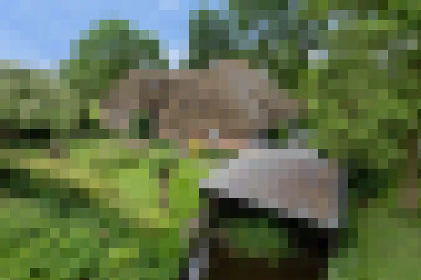 Langesteeg 10 Giethoorn thumbnail 4