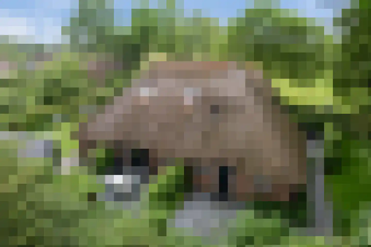 Langesteeg 10 Giethoorn thumbnail 72