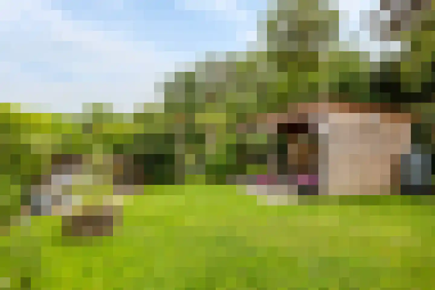 Langestraat 10 Bitgummole thumbnail 48