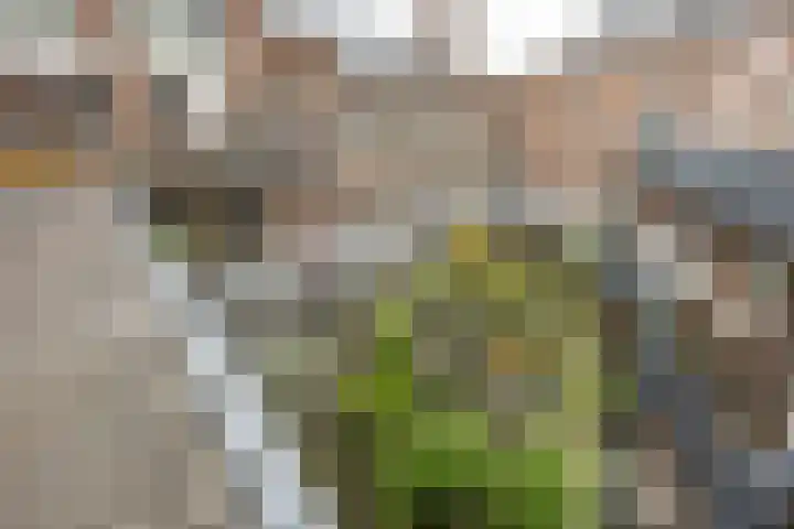 Langestraat 250 Groningen thumbnail 6