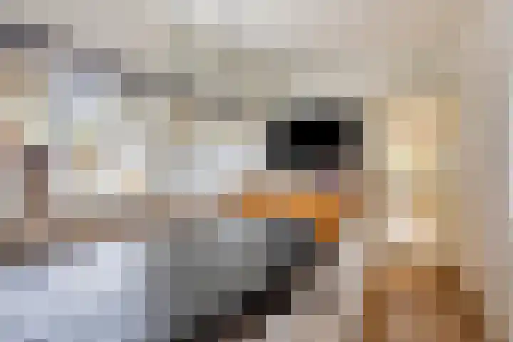 Langestraat 261 Klazienaveen thumbnail 4