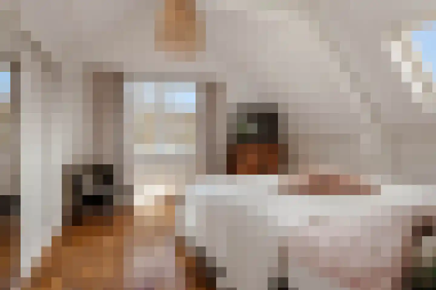 Langestraat 7 Huizen thumbnail 22